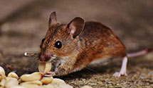 smart-pest-monitoring-systems Experts in Weatherby